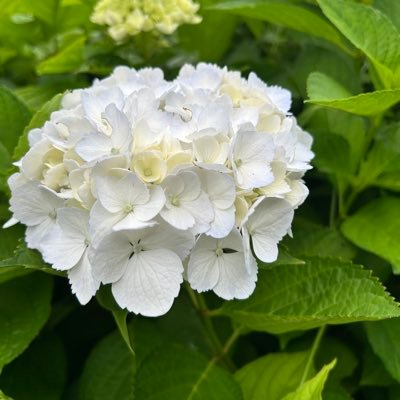 shoko4121's profile picture. 