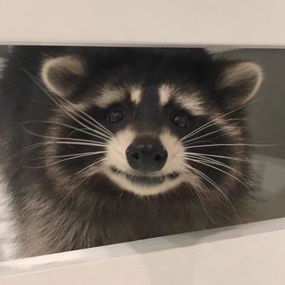 Gurken_Ralf's profile picture. Willkommen bei der politischen Interessenvertretung aller Waschbären. 🦝 Alles ist Satire und Nichts hat mit Nichts zu tun.