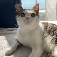 Nagatsuka (@nagatsuka47) 's Twitter Profile