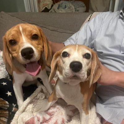 Beagle_0217's profile picture. ビーグル犬🐶🍎りんご♀･8歳9か月🫘あづき♀･1歳🐶パスタ🍝東京の日本橋🏆白石ぴあの🎹松井祐香里/咲真ゆか/新井椎夏/山崎怜奈/玉井詩織/Ayasa🎻ラグビー🏉ポニテ🐎スワローズ⚾️島暮らしの予定(淡路島･小豆島)🏝️好きな街は金沢･長崎･鹿児島🎶受動喫煙撲滅🤔