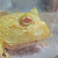 ロウキィ (@lowkey_frog) 's Twitter Profile