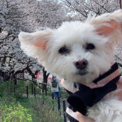 ちぃちゃん🌻2011.1.1生まれ2023.12~2025.3悪性リンパ腫抗癌剤治療2025.05.16 14歳4ヶ月15日19時40分🌈ミウちゃん🌸2011.2.19生まれ 14歳7ヶ月 僧帽弁閉鎖不全症(b2)で内服治療中💊先代マルチは急性心不全で2011.1.2 13歳11ヶ月5日🌈人間の看護師💉