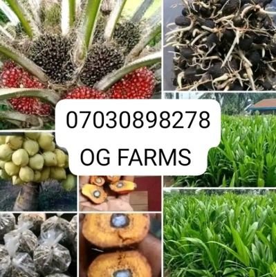 welcome to OG FARMS, we are the best Agro plug to trust when it comes to sprouted seeds and seedlings of any kind office is at Edo state Benin city 07030898278.