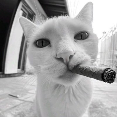 icepop186's profile picture. 