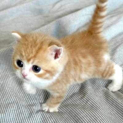 dTvTog's profile picture. 妈咪：@pudindd