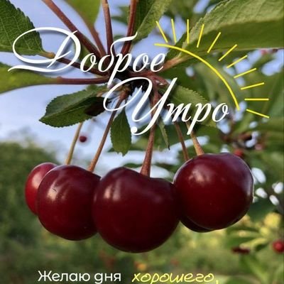 mosenskaa97396's profile picture. 