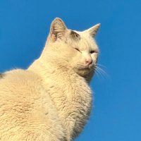 うずまき (@convolutionclub) 's Twitter Profile
