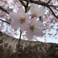 ゅ (@_metallicmoon) 's Twitter Profile