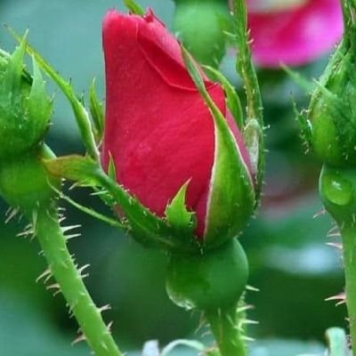 بستاني الكلمات Profile