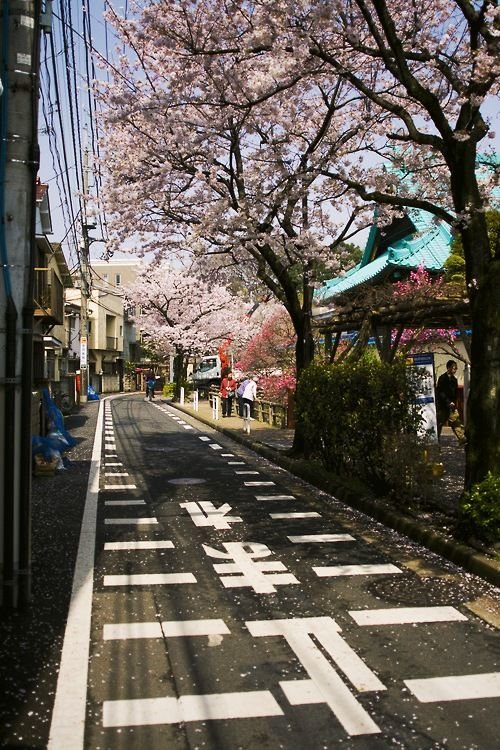 emorillo21's profile picture. トミカ 収集歴:26年目、6,054台 （2025/5/15現在）黒箱・青箱・赤箱（made in japan）を 中心に収集しております