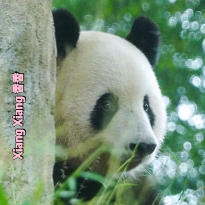 shinshinnoxiang's profile picture. パンダ歴（シャン歴）約八年 🍎シャンシャンのために作った垢。 (*^ω^*) 雅安の写真多すぎて、すこしずつアップします❤️シャンシャンは宇宙一カワイイ、香香宇宙第一可爱💗現住:東京と雅安のちょうど真ん中のところ🏘️ 東京歴5年🗼無断転載禁止🚫緑服を着て飼育員を演じる「俳優」が大嫌い😠