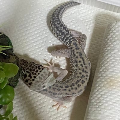 To721hathu's profile picture. 爬虫類や昆虫含めたくさんの生き物と暮らしてます！投稿頻度は自分の体力次第ですが頑張ります！爬虫類とかのアカウント無言フォロー失礼します💦