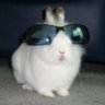 regdepression's profile picture. too fast for AV, too based for HackerOne