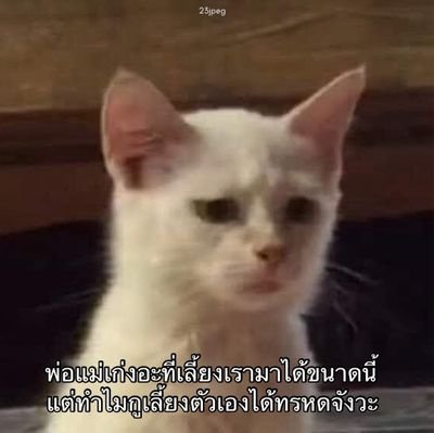อยากไปค่ะอยากไปทุกคอนเลย มีโอกาสก็อยากไปดูศิลปินที่ชอบ💜