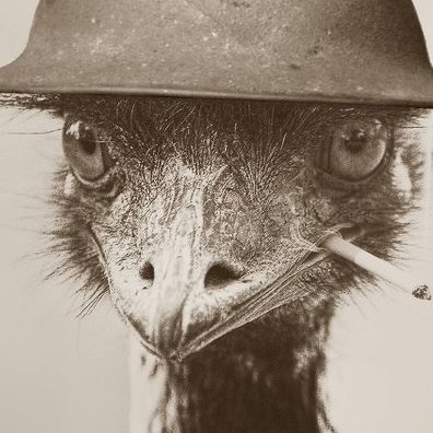 brozachino's profile picture. Proud to be Aussie.