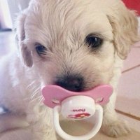 xia 𐂯 ˚﹒⊹ (@pupcifier) 's Twitter Profile