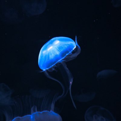 nekocha1922's profile picture. 趣味垢 / 成人済み18↑ / 松井健太 ヘタリア FGO 最近は鬼滅🌊沼