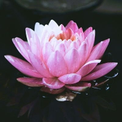 Lilyさんのプロフィール画像