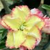 kojagori nursery (@soumitra6785) Twitter profile photo kojagori nursery (@soumitra6785) Twitter profile photo