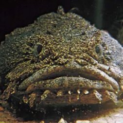 RUBENCALDA's profile picture. BOOSING