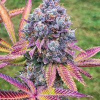 Stoner Man (@manstoner426) 's Twitter Profile