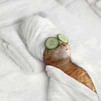Certified Hustler (@promise65074290) 's Twitter Profile