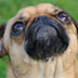 MollyBugg1's profile picture. Molly is an adorable 13 year old pug boston mix