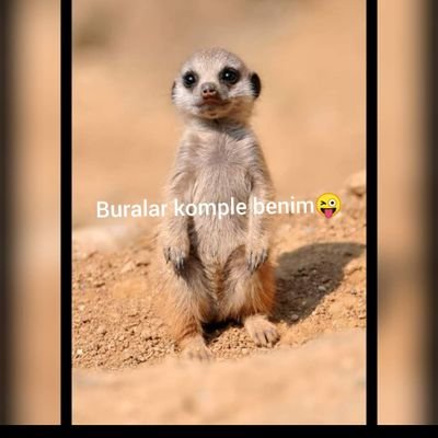 Umut belki de gelecek sayfadadır, kapatma kitabı (Cemal Süreya) 💙💛