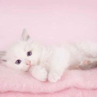 Exposing Melanie Martinez (@exposedmelanie) 's Twitter Profile