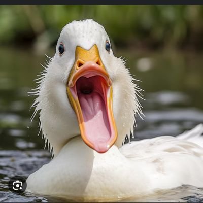 #teamcanard. Expert notoire multi sujets en fonction de l actualité
Ancien canard professionnel mais les croisés tu connais