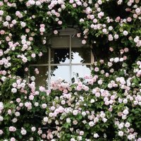 JMary (@jmspringflowers) 's Twitter Profile Photo