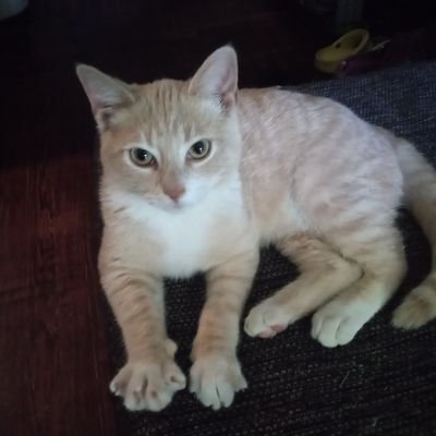 Wild and free, animal lover, product reviewer/couponer.