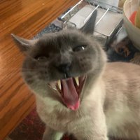 Big Pawdeheh ๐บ๐ฆ๐ฎ๐ฑ ๐ฌ๐ฑ (@gillies_robert) 's Twitter Profile