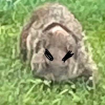 no underwear pictures, just zombie gopher updates.