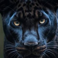 DBlackBull (@dblackbull1) 's Twitter Profile Photo DBlackBull (@dblackbull1) 's Twitter Profile Photo