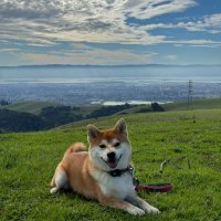 Living alone (@crapullos) 's Twitter Profile