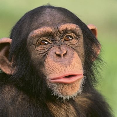 IQ3で帰ってきた🐵さんのプロフィール画像