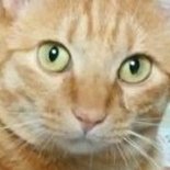 千葉/25歳/女/1人暮らし/猫😾好き/アニメ/事務系
保護猫 むぎちゃん(茶トラ)
2018年保護 体重5キロ
2025年7月 闘病中
ID:mugigrok