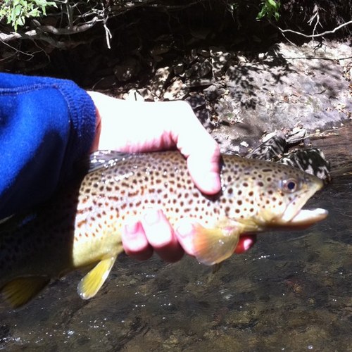 FratBass's profile picture. Trucking industry rookie, outdoorsman pro.