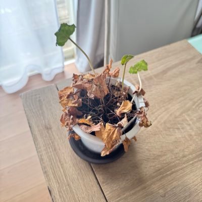 hiask_'s profile picture. recovery mode.