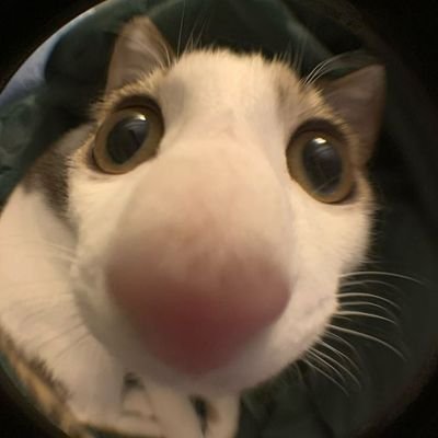 Lady_Papoula's profile picture. Apaixonada, idiota e Iludida