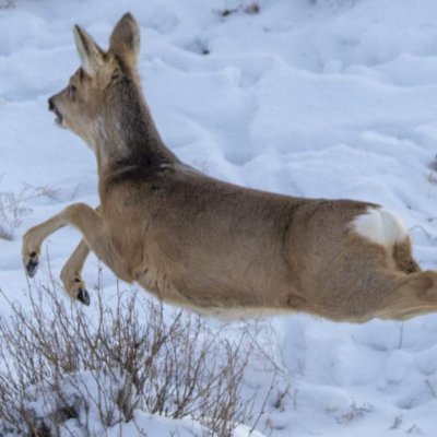 maitianyepaozi's profile picture. 入门版