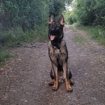 Barnaby K9
Close Protection
Dog Handlers
Door Supervision
Security Vehicle
Static Guarding