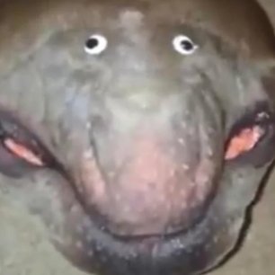 GremlinersTTV's profile picture. The Finals Pro Player For @NTMRgg