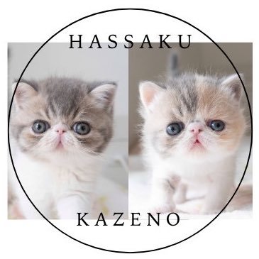 hassaku_kazeno's profile picture. たぶん、指揮者を飼っているネコ（エキゾチックショートヘアの♂♀兄妹）。 お兄ちゃん:はっさく2024.05.10生　妹:かぜの 2024.12.29生。どちらの名前も🍶由来。