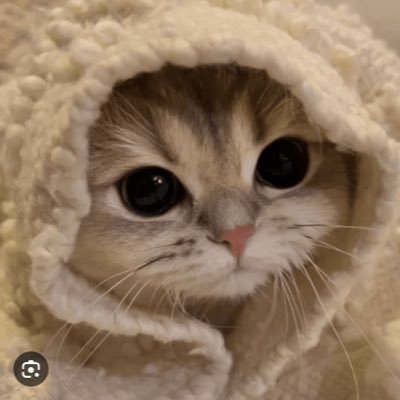 Red Pandas | Raccoon @r4cc02 | Special Education Major | 20 Years Young | R6/CS/TFT Rat