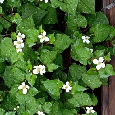 BhyuHz's profile picture. 🚗 景色と美味しいものを探すドライブ好き
👩 子供は独立。
🕊️ 子供たちに平和な未来を
💴 税金の正しい使い方に関心あり
🛡️ スパイ防止法に注目
🌸 DMはごめんなさい