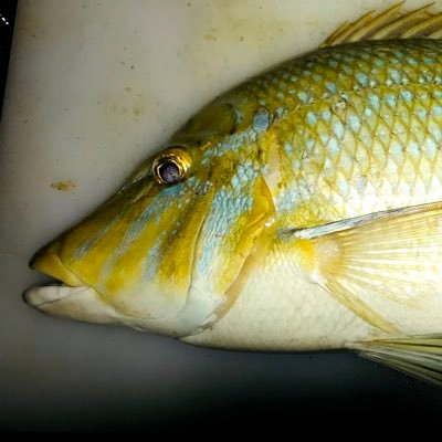 魚釣り大好き!アニメ・ゲームなどなど大好き! アウトドア大好き!お天気は外遊び!天気悪い日は家遊び!