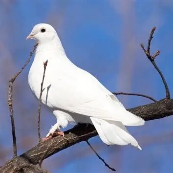 DoveMagpieCrow's profile picture. 生人勿近