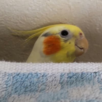 ksrv_sachiyann's profile picture. ゲーム、お絵かき、鳥ちゃん✨️
何でもありの趣味日常アカウントですです🍙🍙🍙